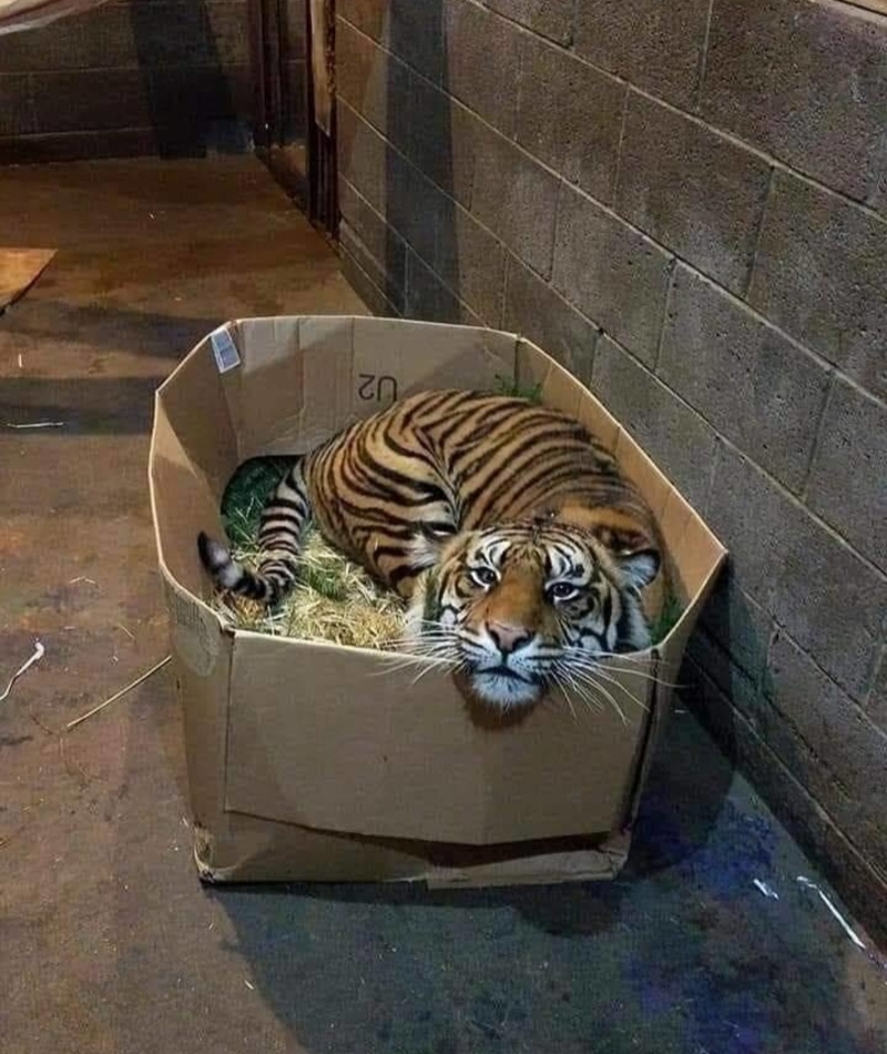 All Cats Love a Good Box | Reddit.com/whatupshizz