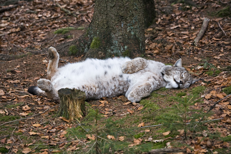 Catching a Lynx-Nap | Alamy Stock Photo
