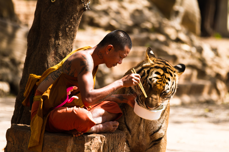Tiger Temple | Getty Images Photo by Wojtek Kalka/500px