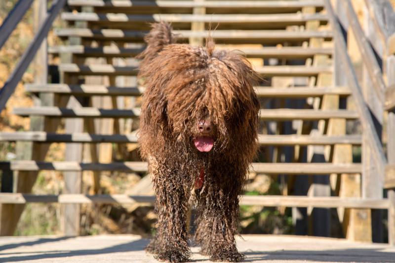 Spanish Water Dog | Alamy Stock Photo by Kevin George