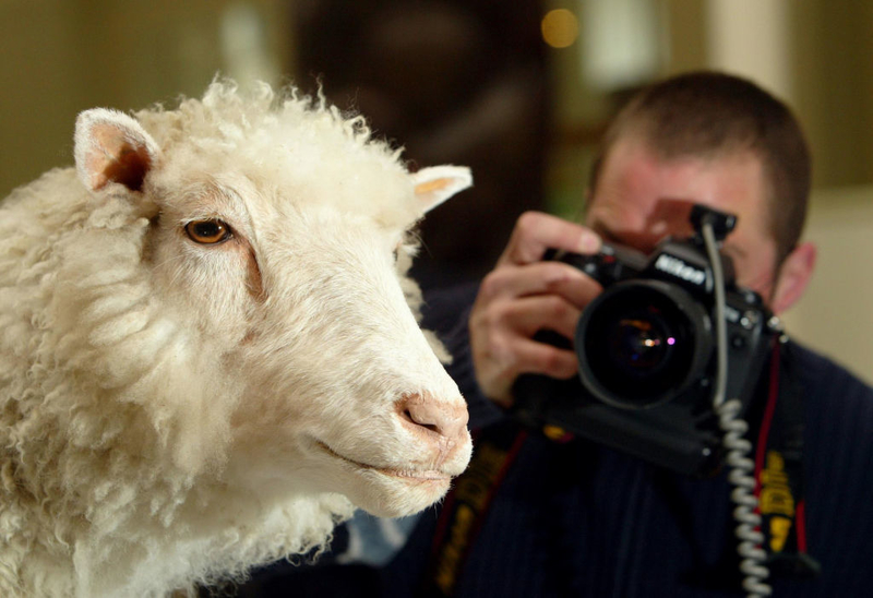 A Cloned Sheep Was Named After Her | Getty Images Photo by Maurice McDonald - PA Images