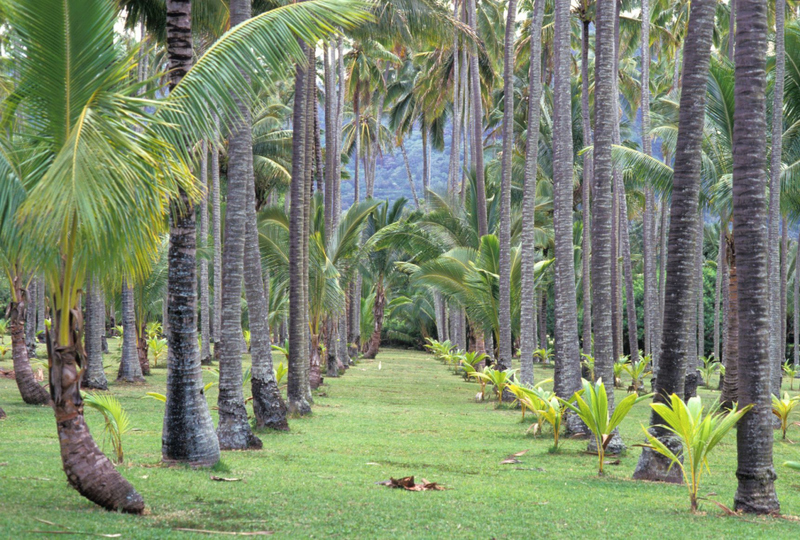 Coco Palms Resort, Kauai, Hawaii | Alamy Stock Photo by Franco Salmoiraghi/Photo Resource Hawaii