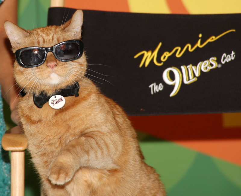 Morris the Cat | Getty Images Photo by Frederick M. Brown