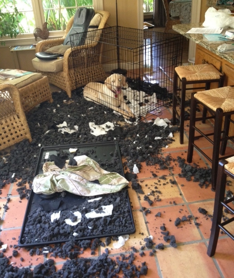 Time to Tear This Kennel Apart | Imgur.com/ox3yA
