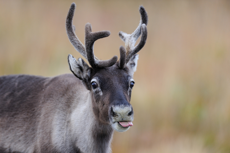 No, I Don’t Have a Red Nose! | MM.Wildlifephotos/Shutterstock