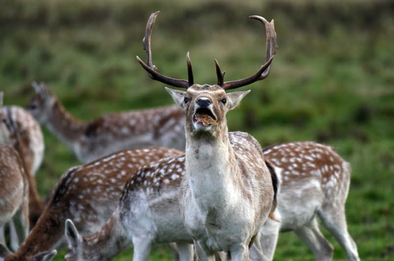 Oh Deer! | Alamy Stock Photo by Dave Bagnall