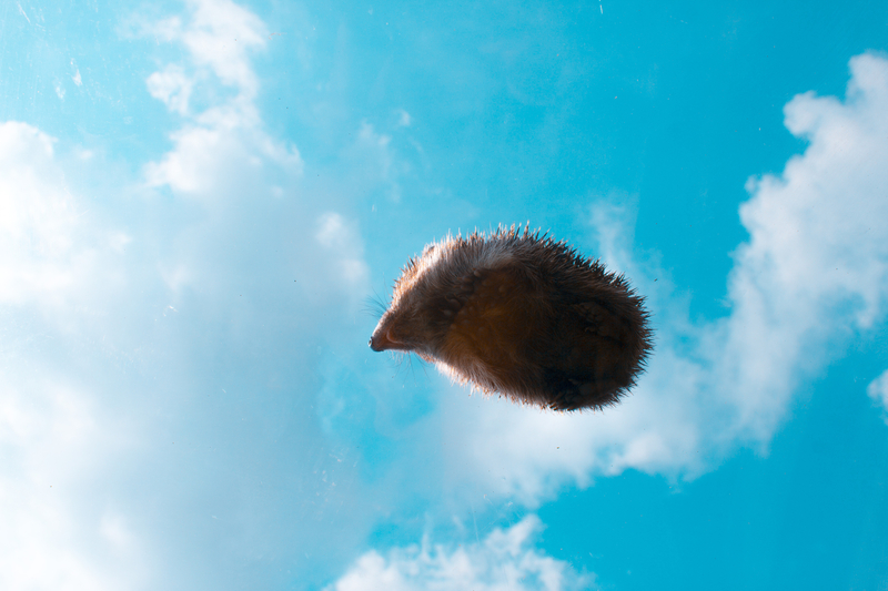 The Mythical Flying Hedgehog | Getty Images Photo by Yuliya Litvin/500px