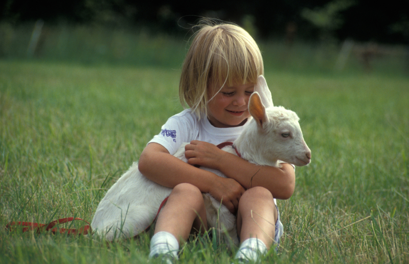 Tiny Goat, Tiny Hugs | Alamy Stock Photo