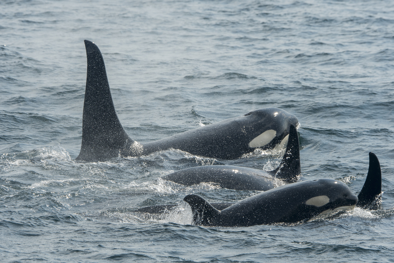 Orca FM | Getty Images Photo by Wolfgang Kaehler/LightRocket