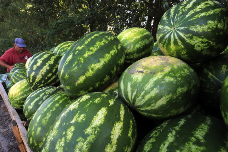Watermelons | Alamy Stock Photo