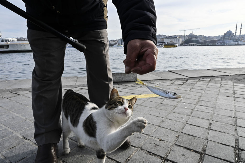 Please? | Getty Images Photo by Arife Karakum/Anadolu Agency 