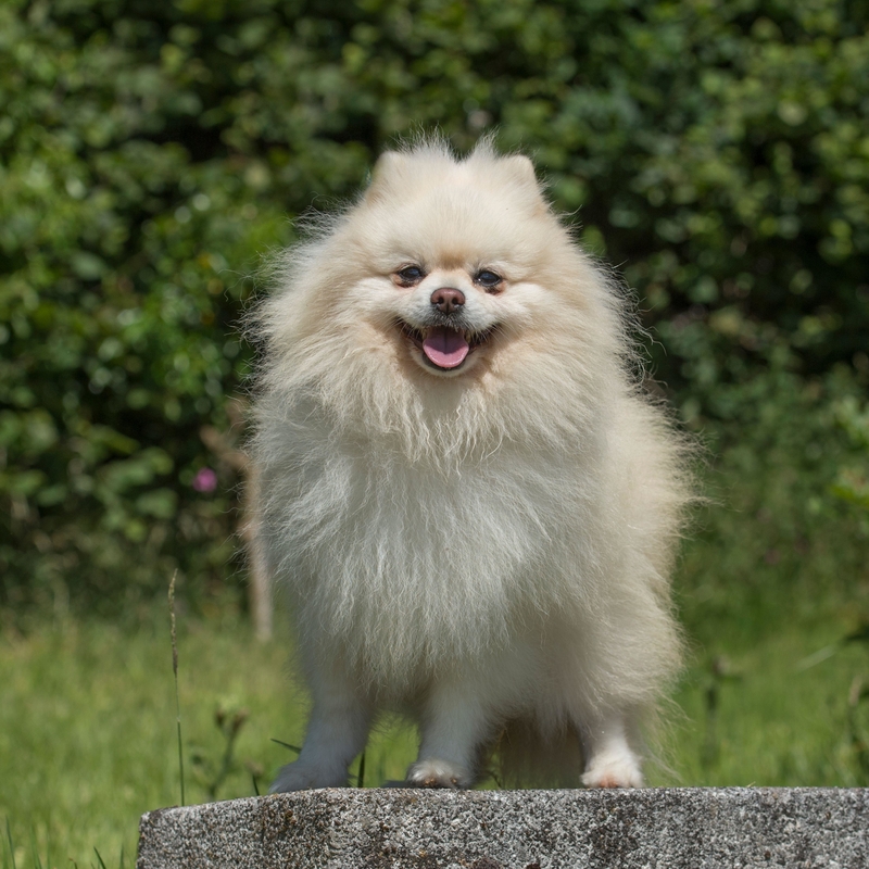Pomeranian: $6,000 | Alamy Stock Photo by Farlap