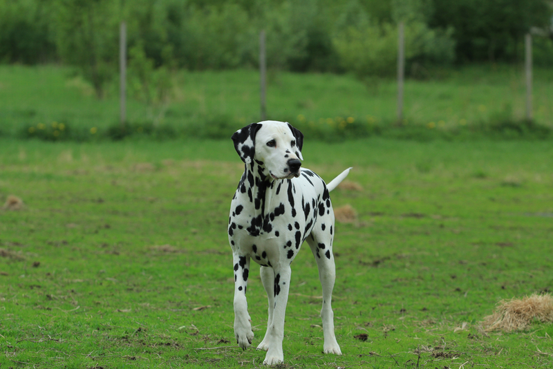 Dalmatian: $2,500 | 4ndr344/Shutterstock
