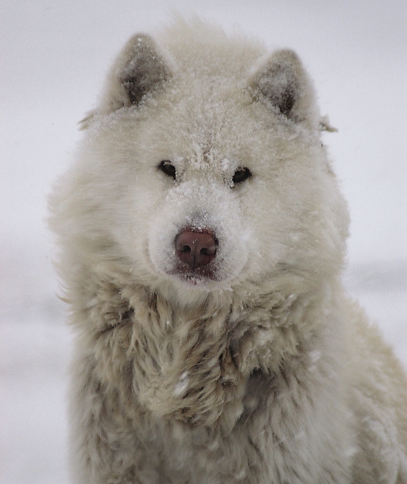 Canadian Eskimo Dog: $8,750 | Alamy Stock Photo by KIKE CALVO