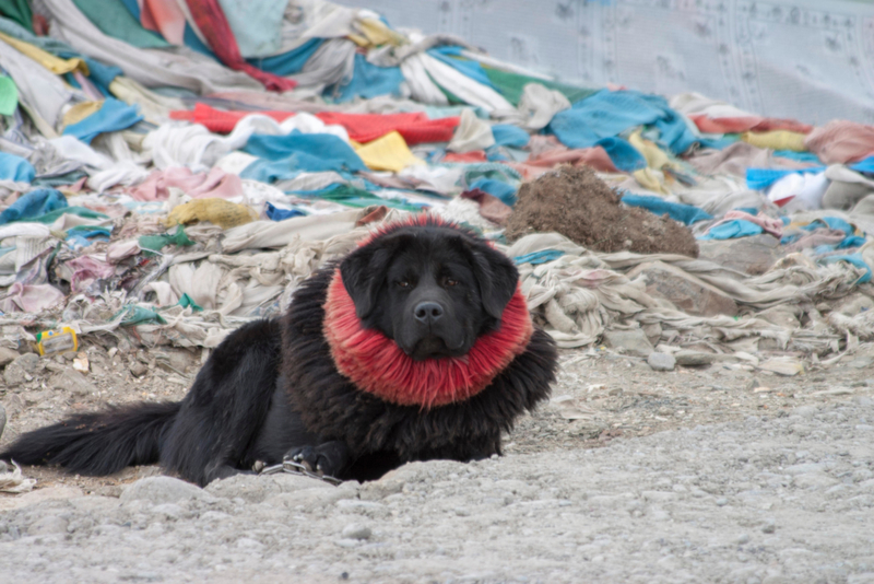 Tibetan Mastiff: $10,000 | Alamy Stock Photo by PAUL(PIBS)DAVIES 