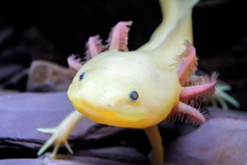 Axolotl | Shutterstock