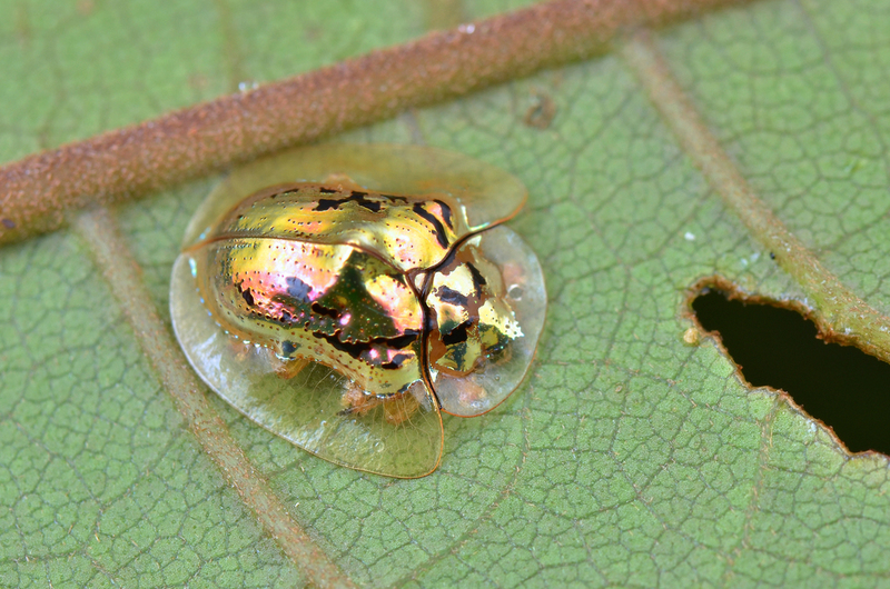Golden Tortoise Beetle | Shutterstock