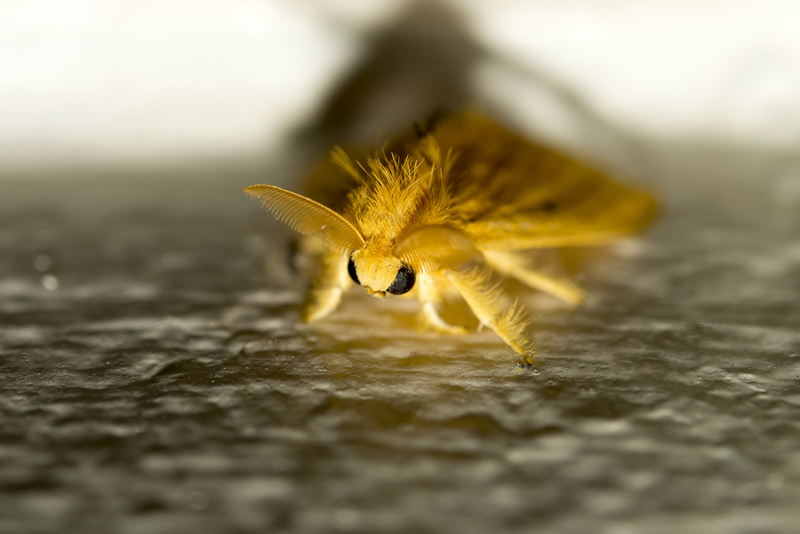Venezuelan Poodle Moth | Shutterstock