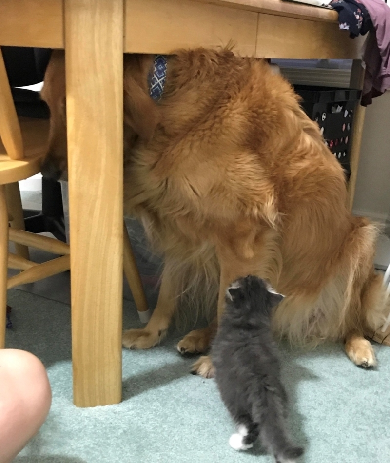 Scared of Kittens | Reddit.com/idkbruhlifesucks