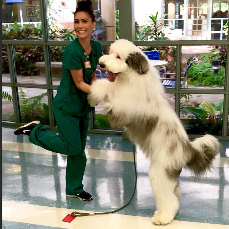 Nurses Love Big Dogs | Instagram/@zammypup