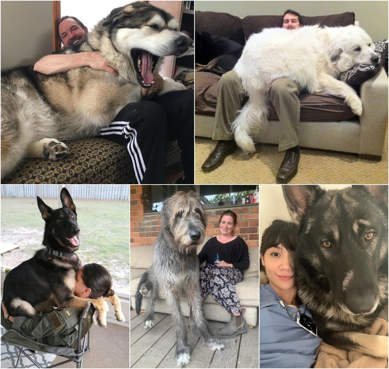 From Great Danes to Saint Bernards, Do These Dogs Know How Big They Are? | Reddit.com/Skierdude821 & fadedcommunity & wellhellooosailor & mac_is_crack & 5th_Invictus