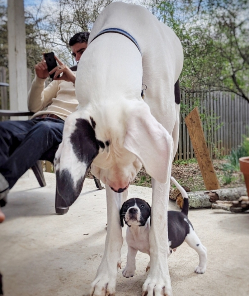 Big Pup Meets Little Pup | Imgur.com/L3RZ2la