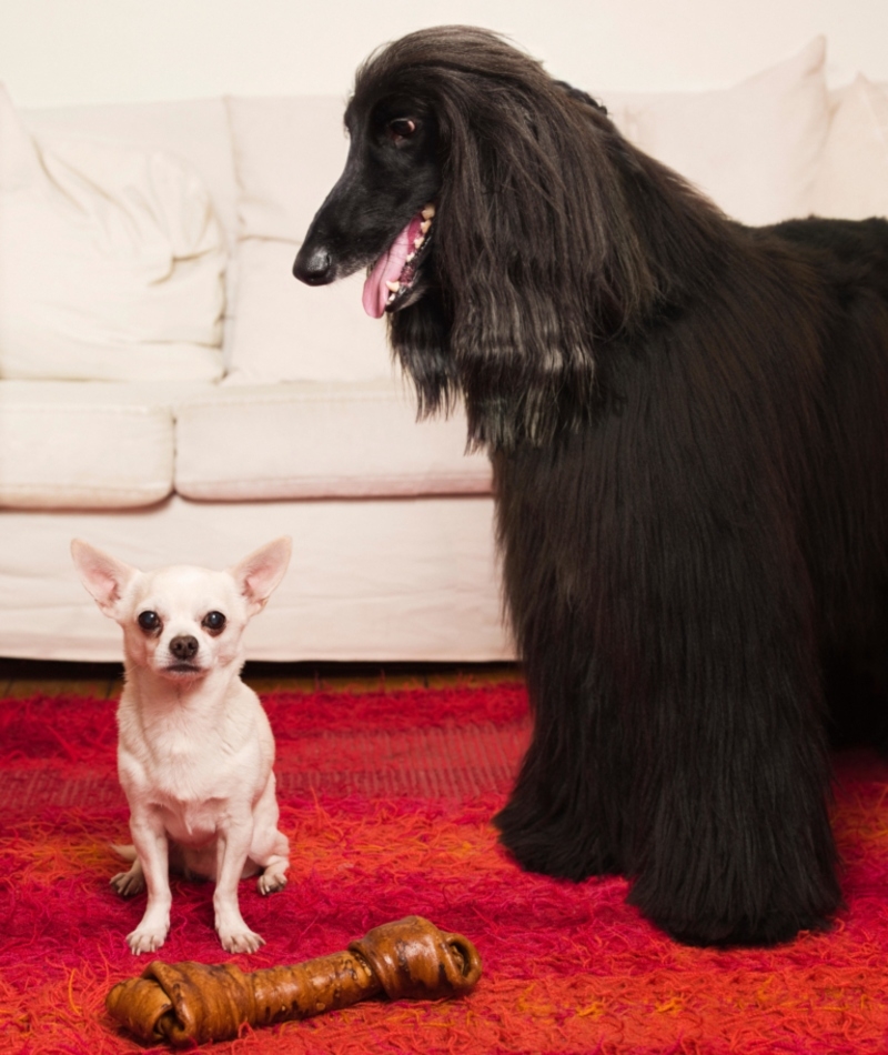 As Big as a Dogbone | Alamy Stock Photo