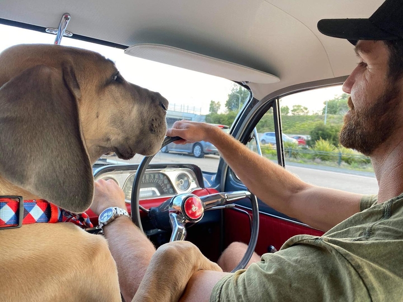 When a Great Dane Wants Something, It Gets It | Instagram/@big_dog_does_big_things