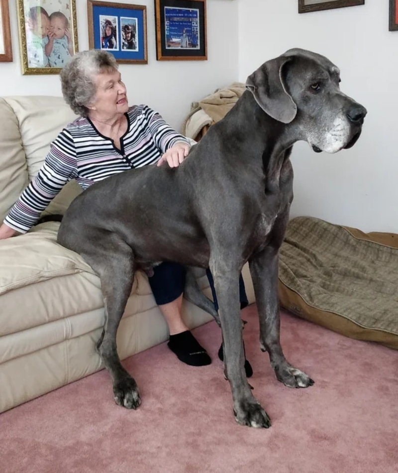An Oversized Dog and an Undersized Lap | Reddit.com/JChilly12