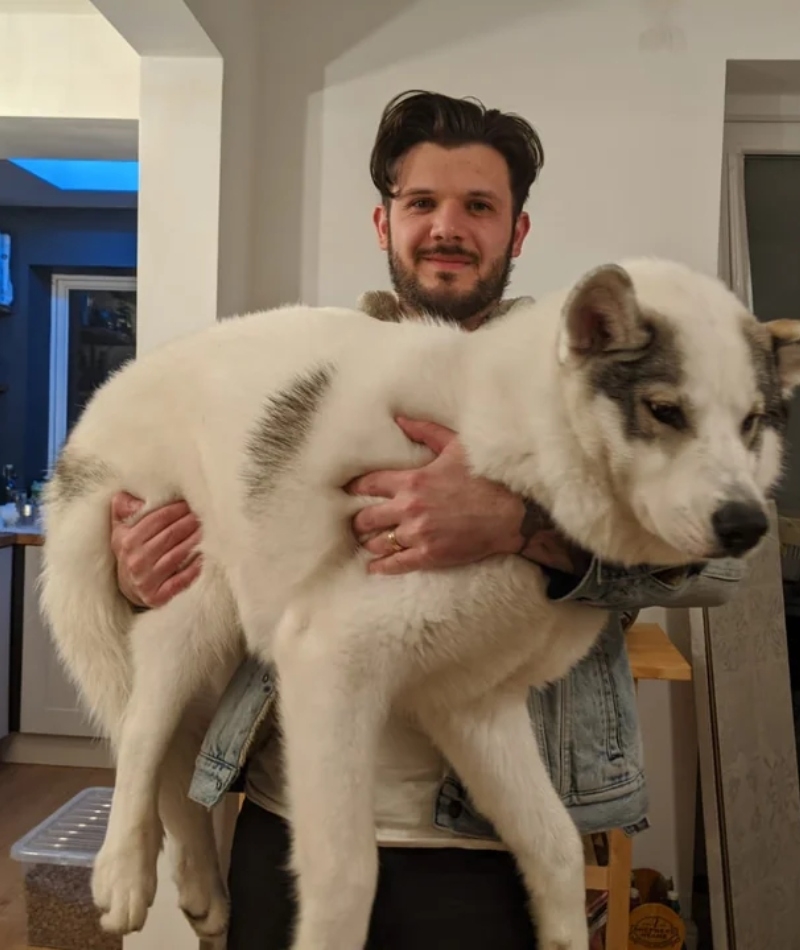 It’s Official. The Dog Is Big | Reddit.com/prudencethe3rd