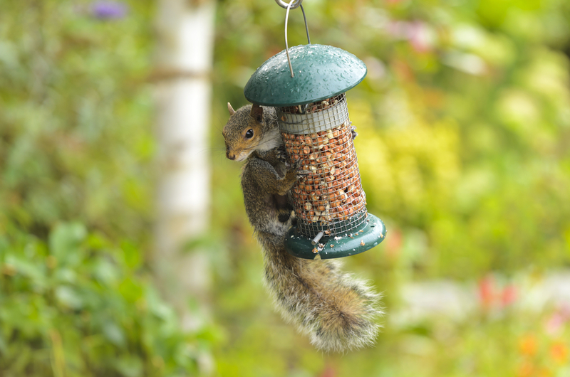 Stop Squirrels in Their Tracks | Steve Meese/Shutterstock