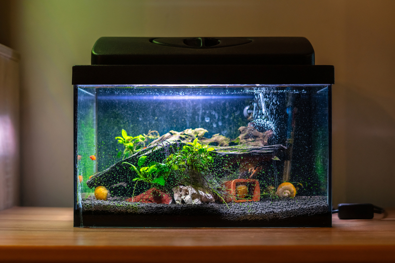 Keep Fish Happy and Tanks Clean | Shutterstock