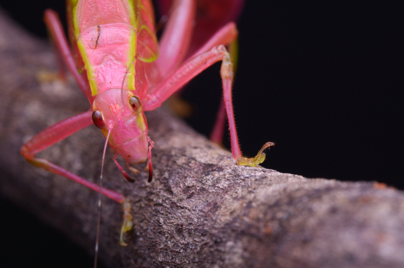 Barbie Grasshopper | Shutterstock