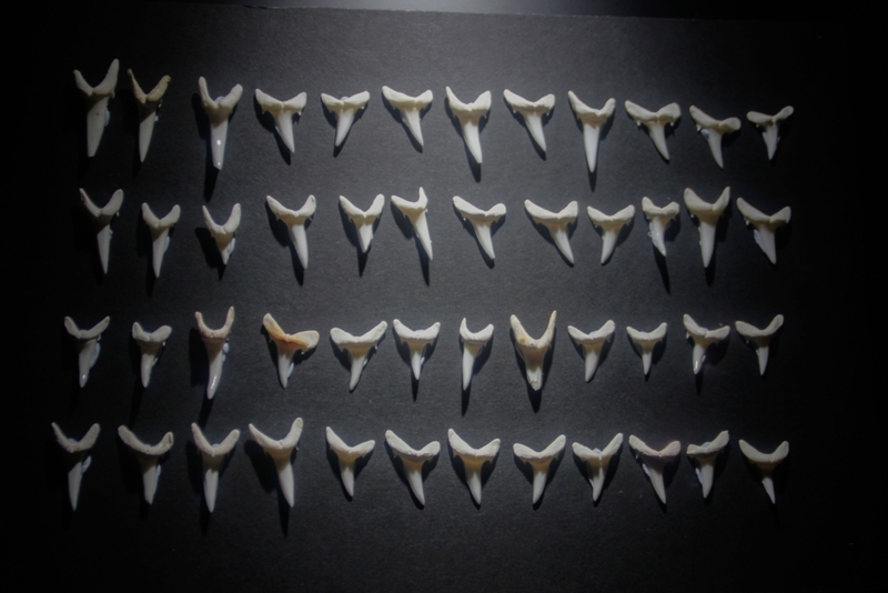 Shark Tooth | Alamy Stock Photo by Tatsiana Hendzel