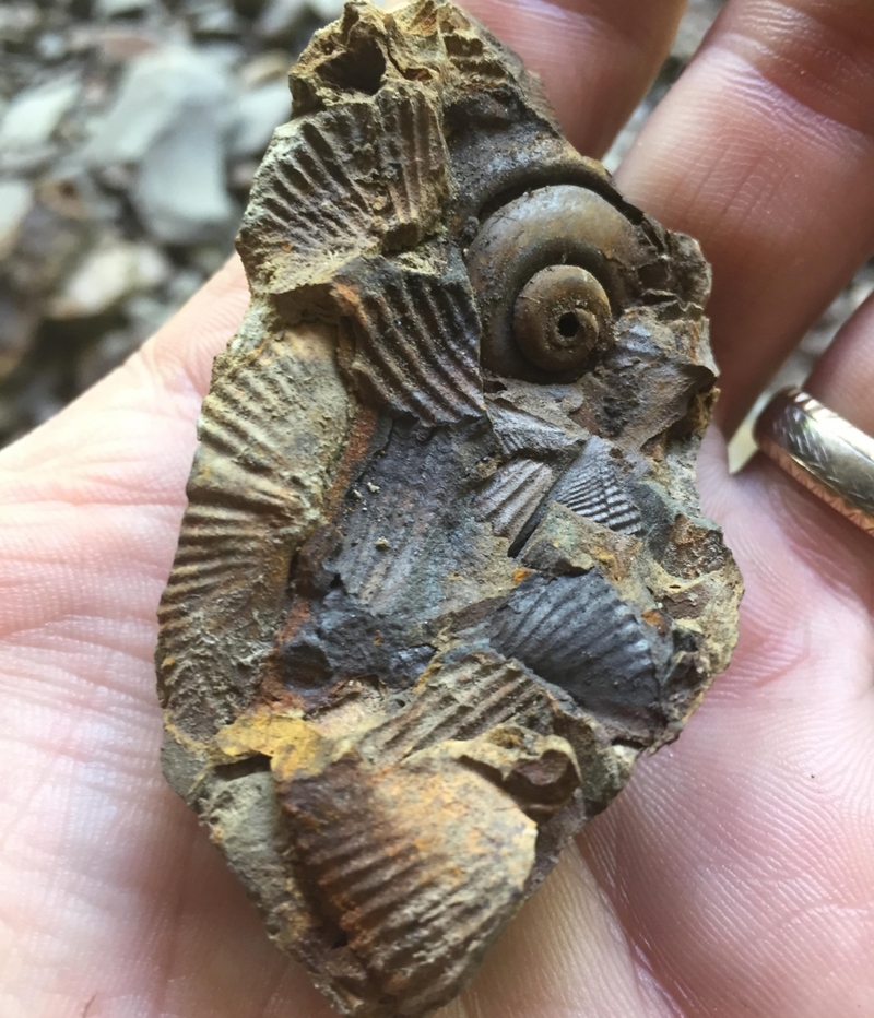 Another Fossil! | Reddit.com/Anonymous