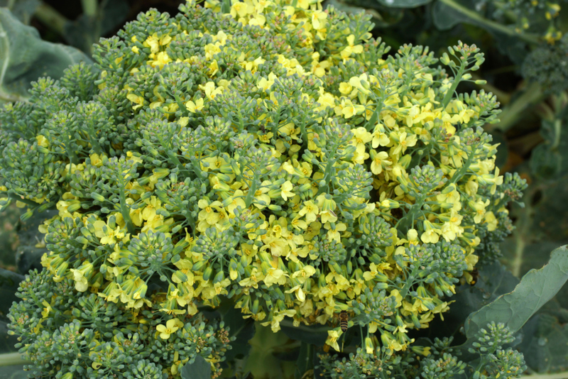 A Bouquet of Broccoli | Alamy Stock Photo by Natalia Zakhartseva
