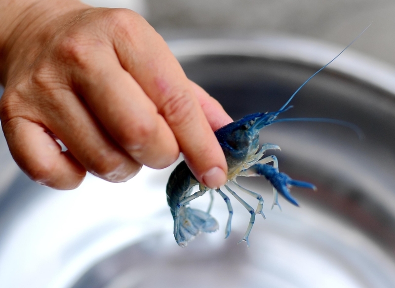 One Deep Blue Crayfish | Alamy Stock Photo by Imaginechina Limited 