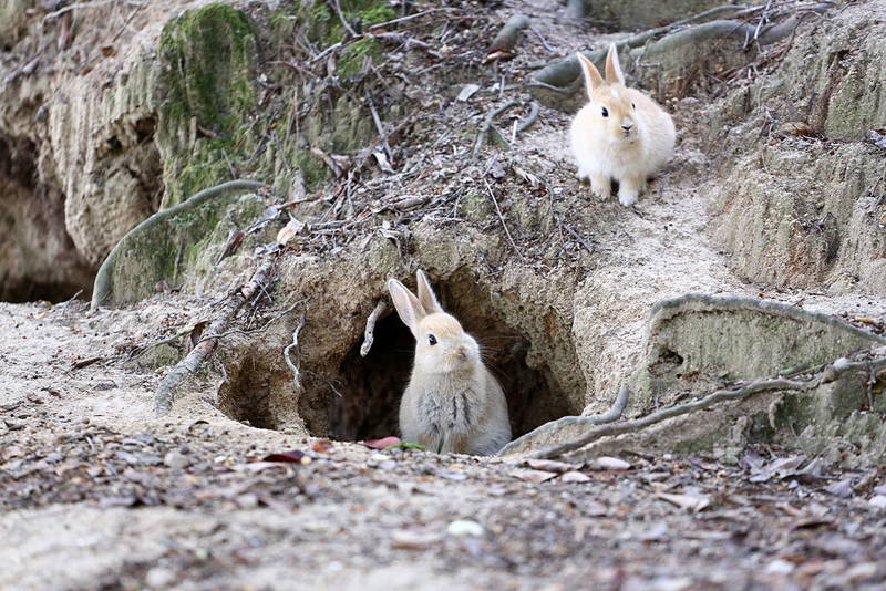Rabbit Island | Getty Images Photo by Kei Nomiyama/Barcroft Media