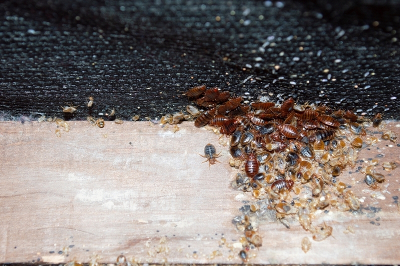 Shoo Away Bugs | Shutterstock
