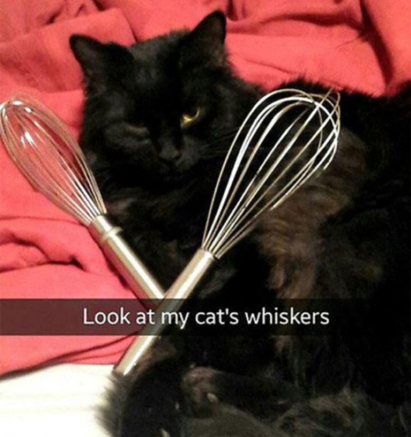 The Cat's Whiskers | Imgur.com/SageePrime