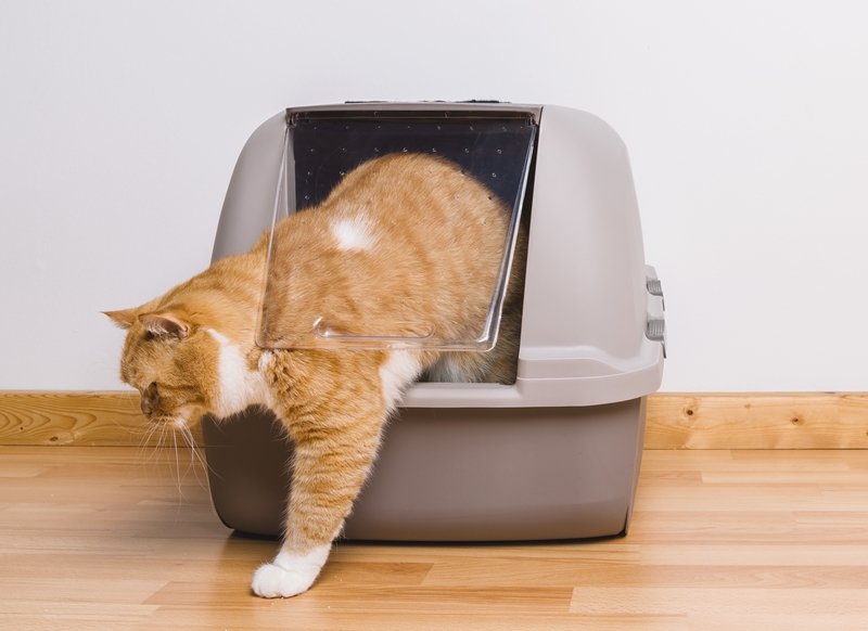 Quirks to Communication: Weird and Wonderful Reasons Behind Your Cat's  Litter Box Behaviors