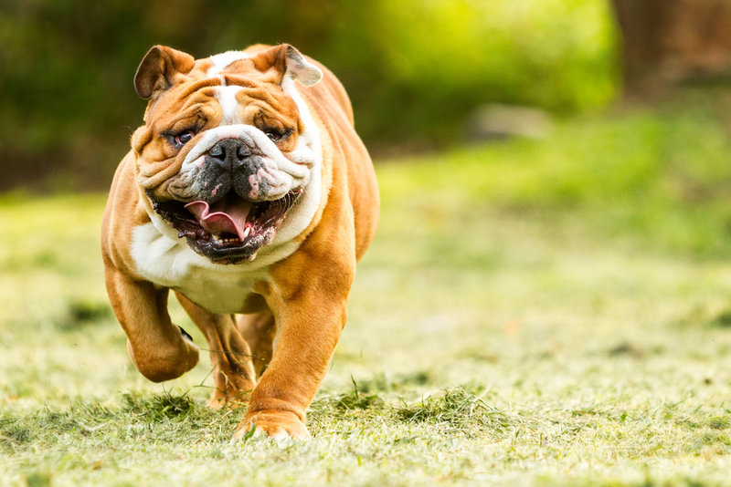 Bulldog inglés: $ 6,800 | Ammit Jack/Shutterstock