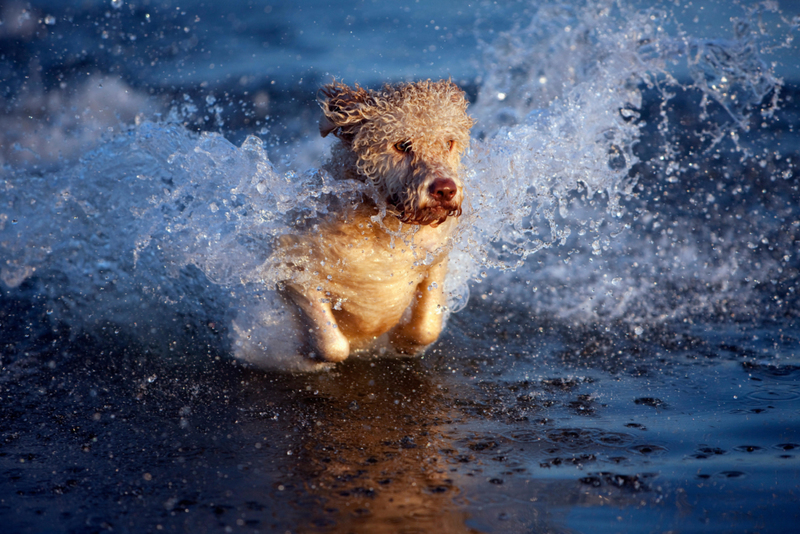 Perro de agua portugués: $ 1,400 | Alamy Stock Photo by Julia Christe/fStop Images GmbH 