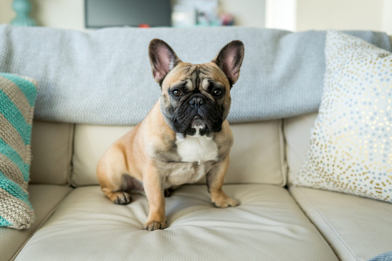 Bulldog francés: $ 6,800 | Lined Photo/Shutterstock