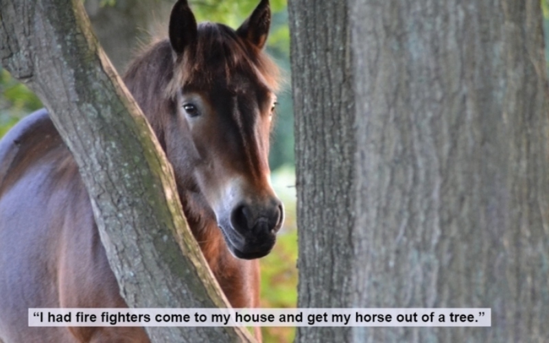 Do Horses Get Embarrassed? | Alamy Stock Photo