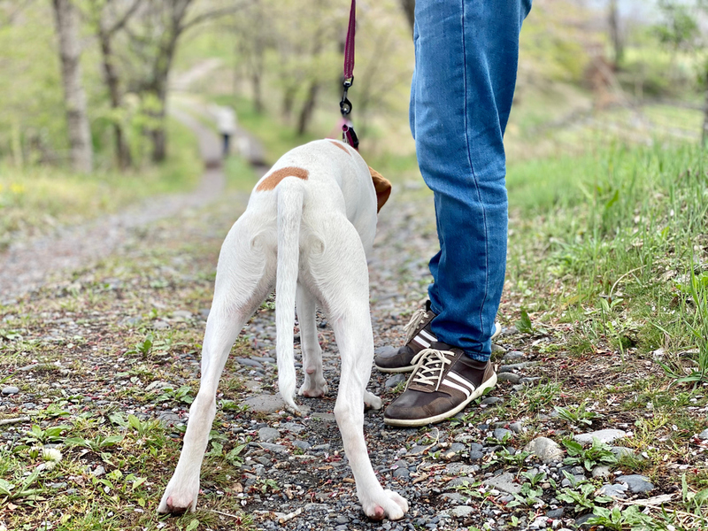 Limpia los desechos de los perros | Shutterstock