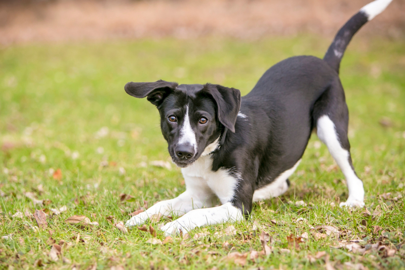 ¿Por qué tu cachorro se inclina? | Shutterstock Photo by Mary Swift