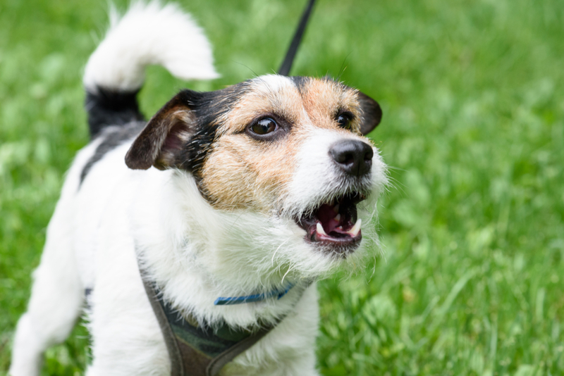 ¿Por qué ladran los perros? | Shutterstock Photo by alexei_tm