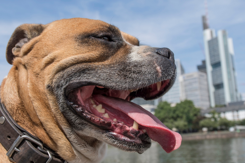 ¿Por qué tu perro jadea? | Getty Images Photo by Boris Roessler/picture alliance 