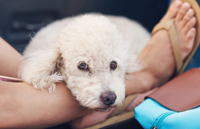 ¿Por qué tu perro se acuesta sobre tus pies? | Shutterstock Photo by PixieMe